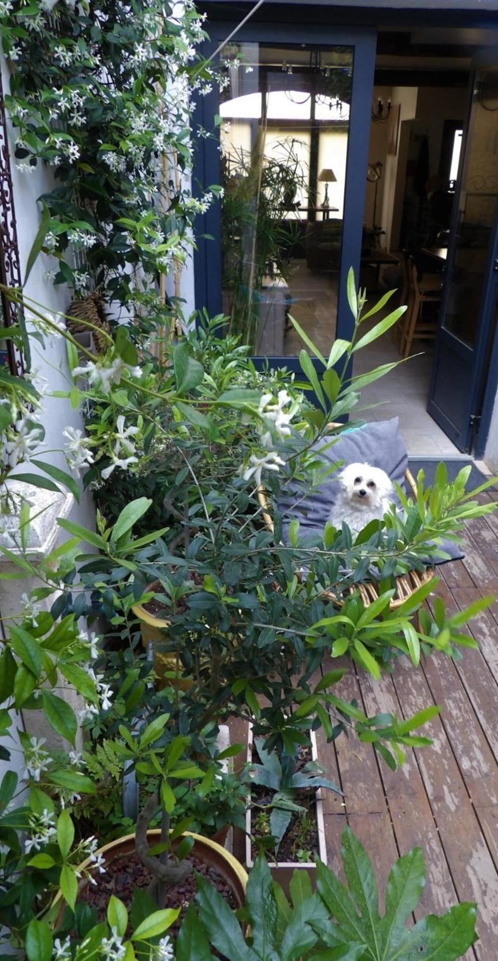 Le Petit Patio Bed & Breakfast Aigues-Mortes Exterior photo