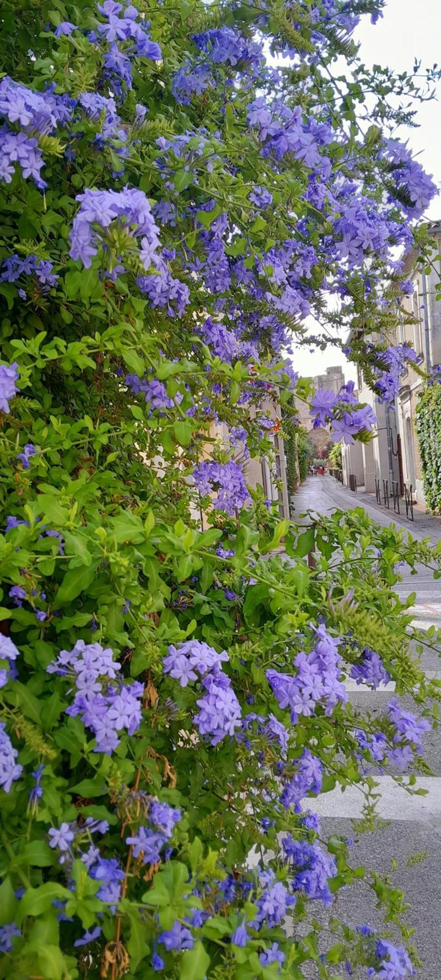 Le Petit Patio Bed & Breakfast Aigues-Mortes Exterior photo