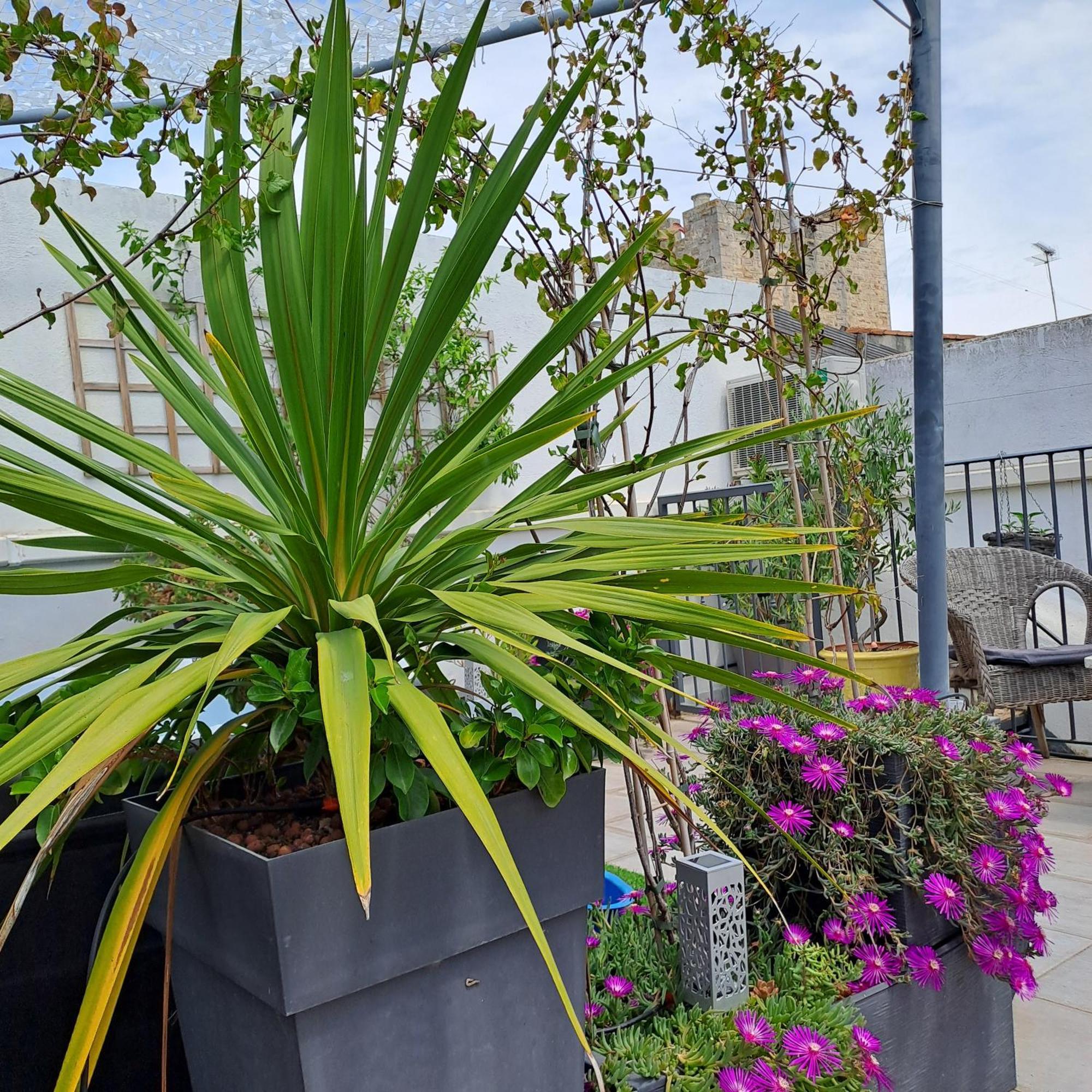Le Petit Patio Bed & Breakfast Aigues-Mortes Exterior photo