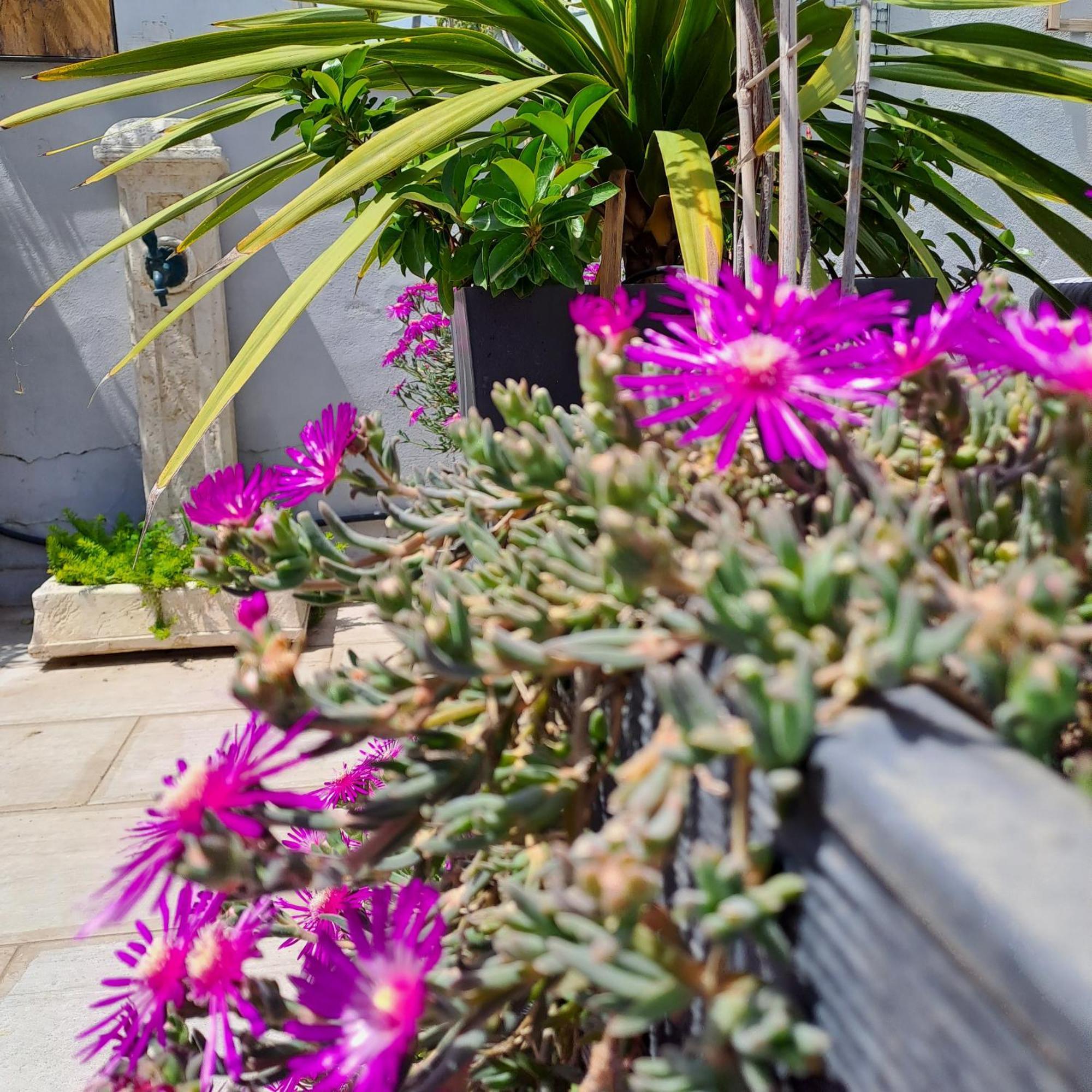 Le Petit Patio Bed & Breakfast Aigues-Mortes Exterior photo