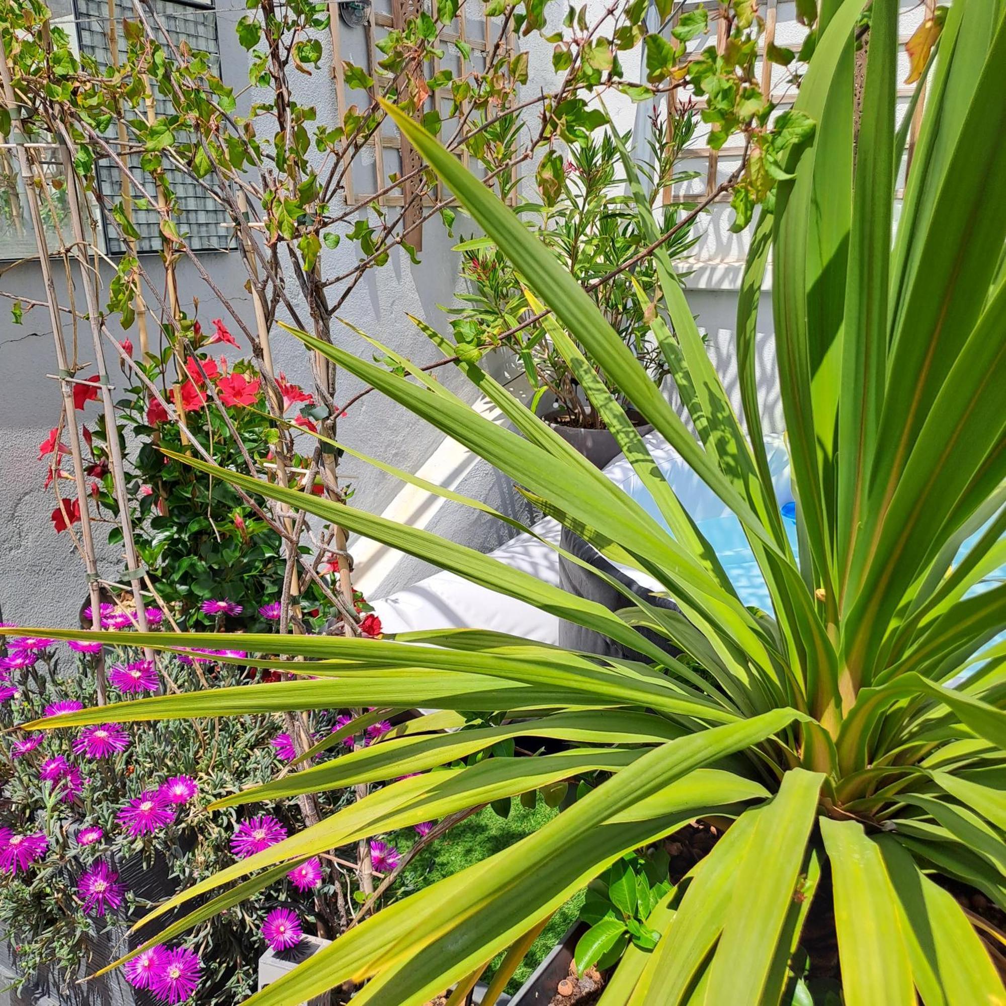 Le Petit Patio Bed & Breakfast Aigues-Mortes Exterior photo