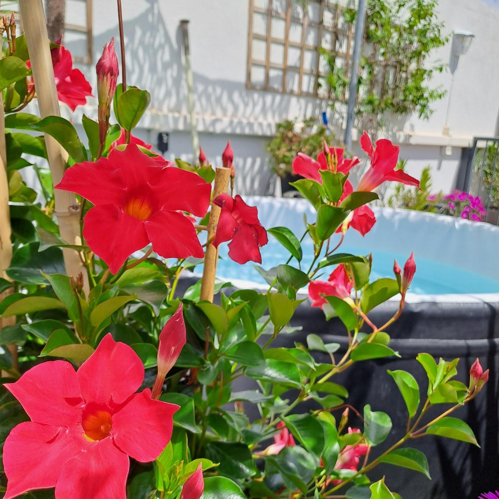 Le Petit Patio Bed & Breakfast Aigues-Mortes Exterior photo
